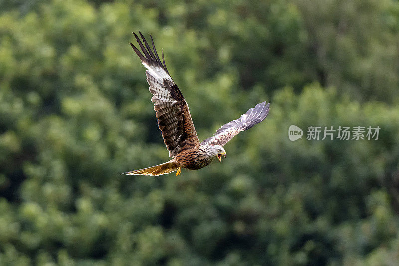 一只红色的风筝(Milvus Milvus)